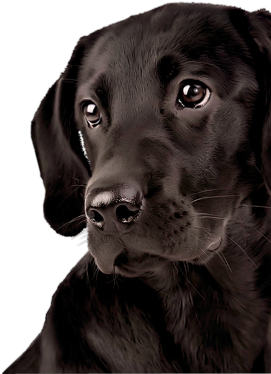 Black Labrador Puppy Portrait PNG