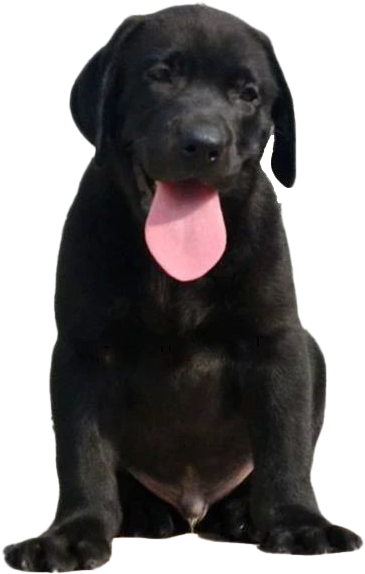Black Labrador Puppy Sitting PNG
