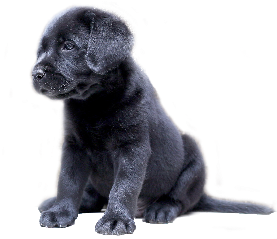 Black Labrador Puppy Sitting Transparent Background PNG