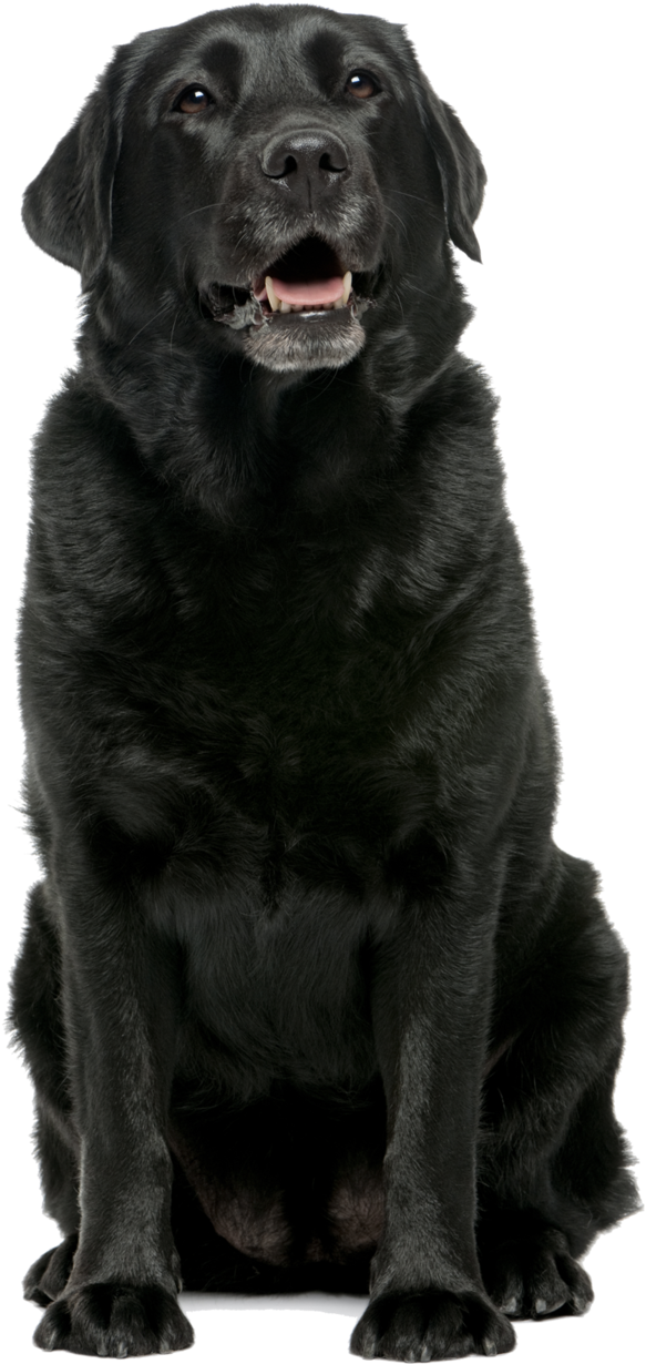 Download Black Labrador Retriever Sitting | Wallpapers.com