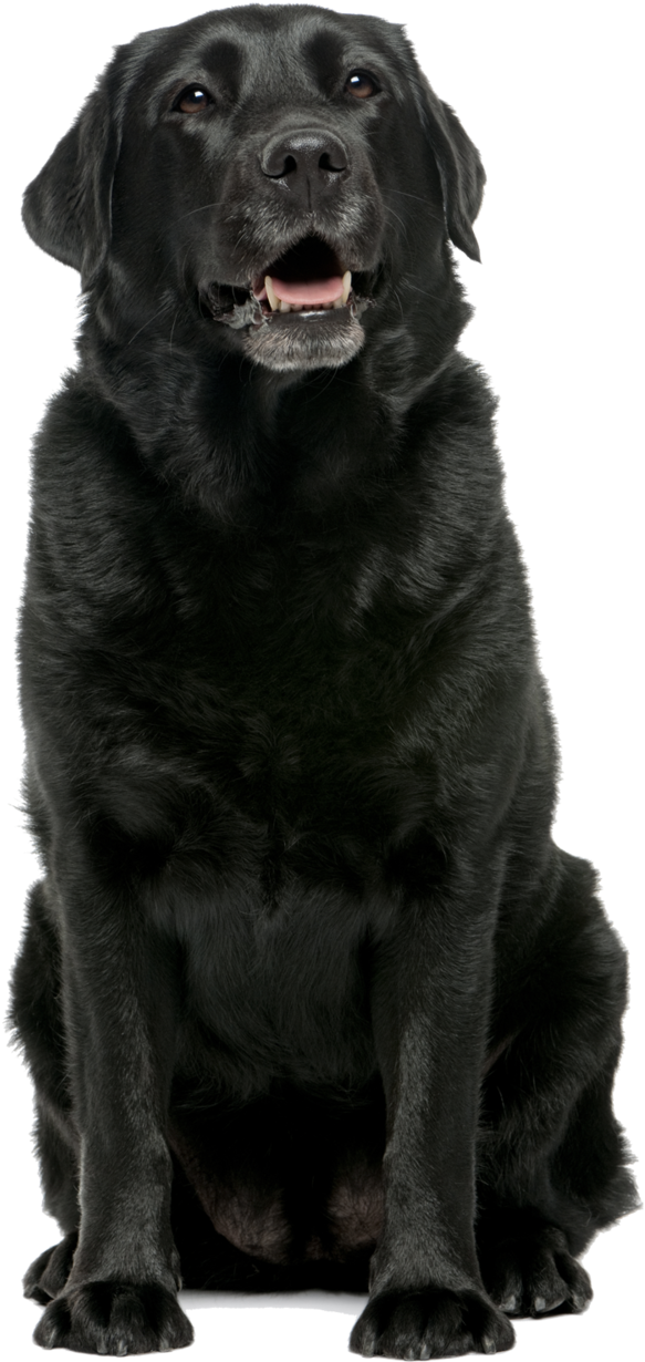 Black Labrador Retriever Sitting PNG