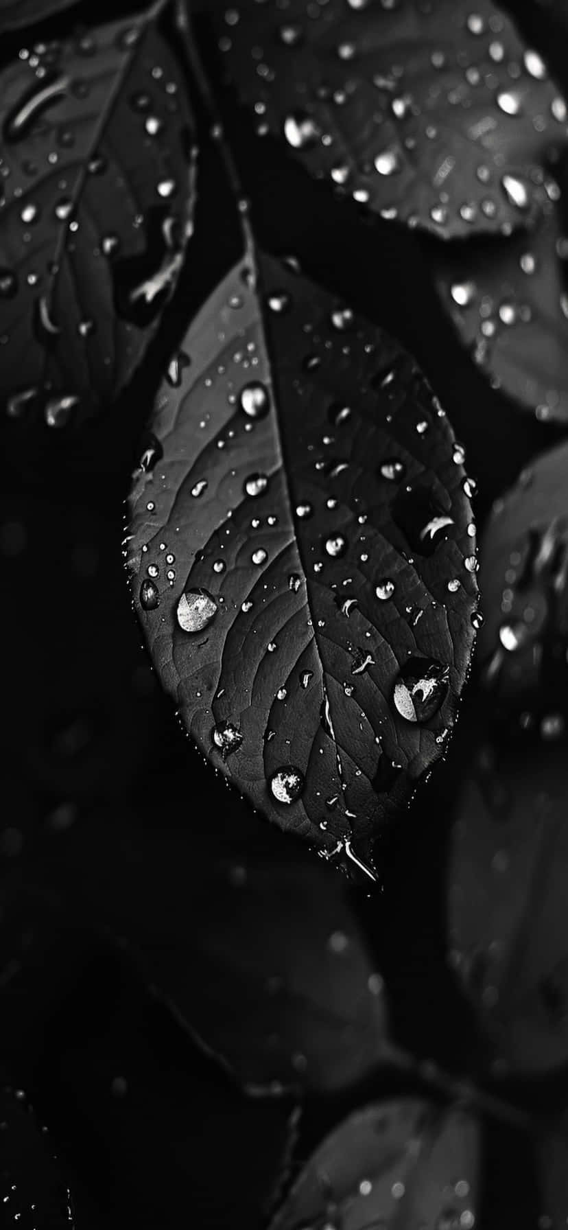 Black Leaveswith Raindrops Macro Wallpaper