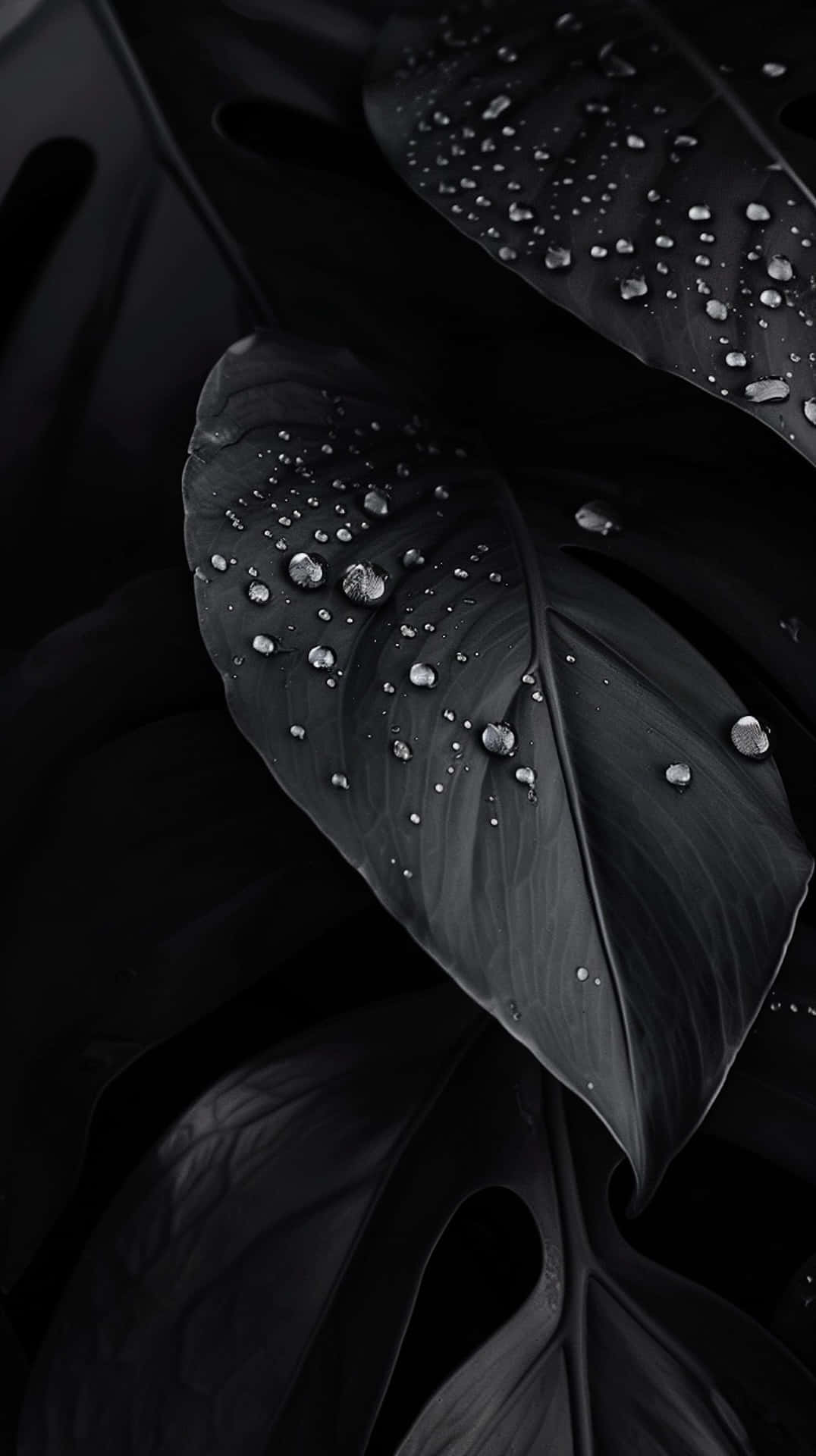 Black Leaveswith Water Droplets Wallpaper