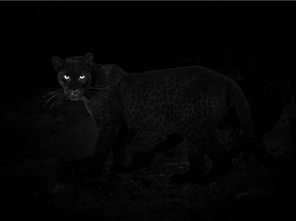 Majestätisksvart Leopard Stirrande I Det Vilda. Wallpaper