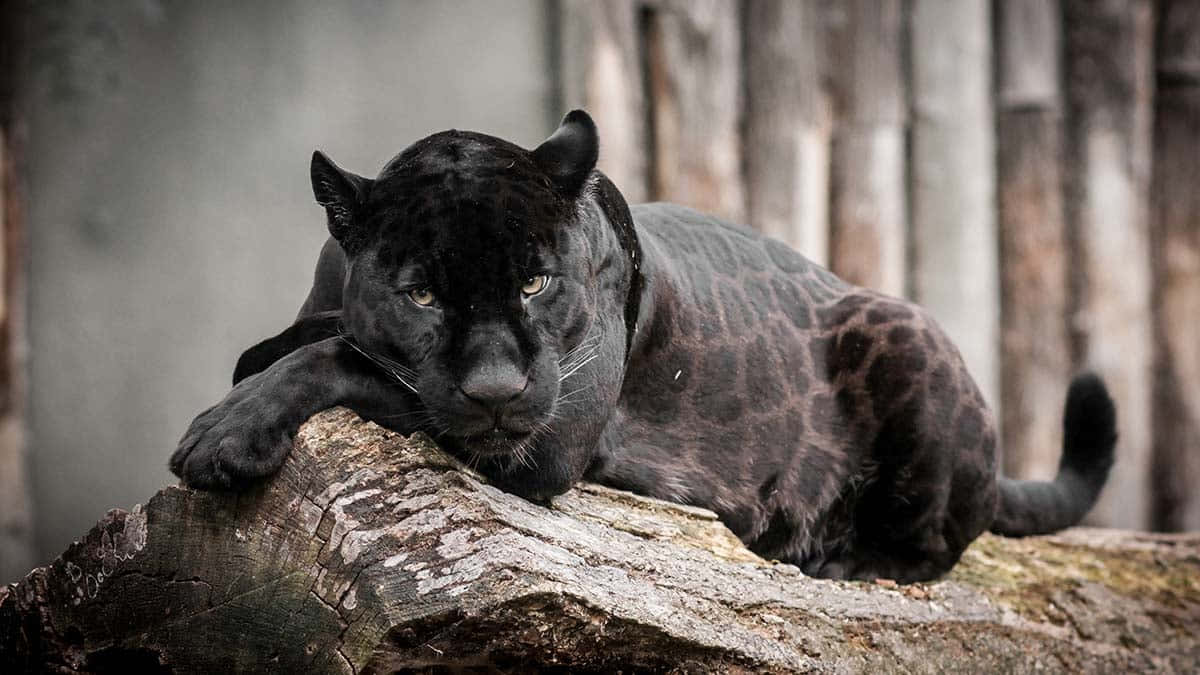 a black leopard with yellow eyes and a black background is shown in this  image it