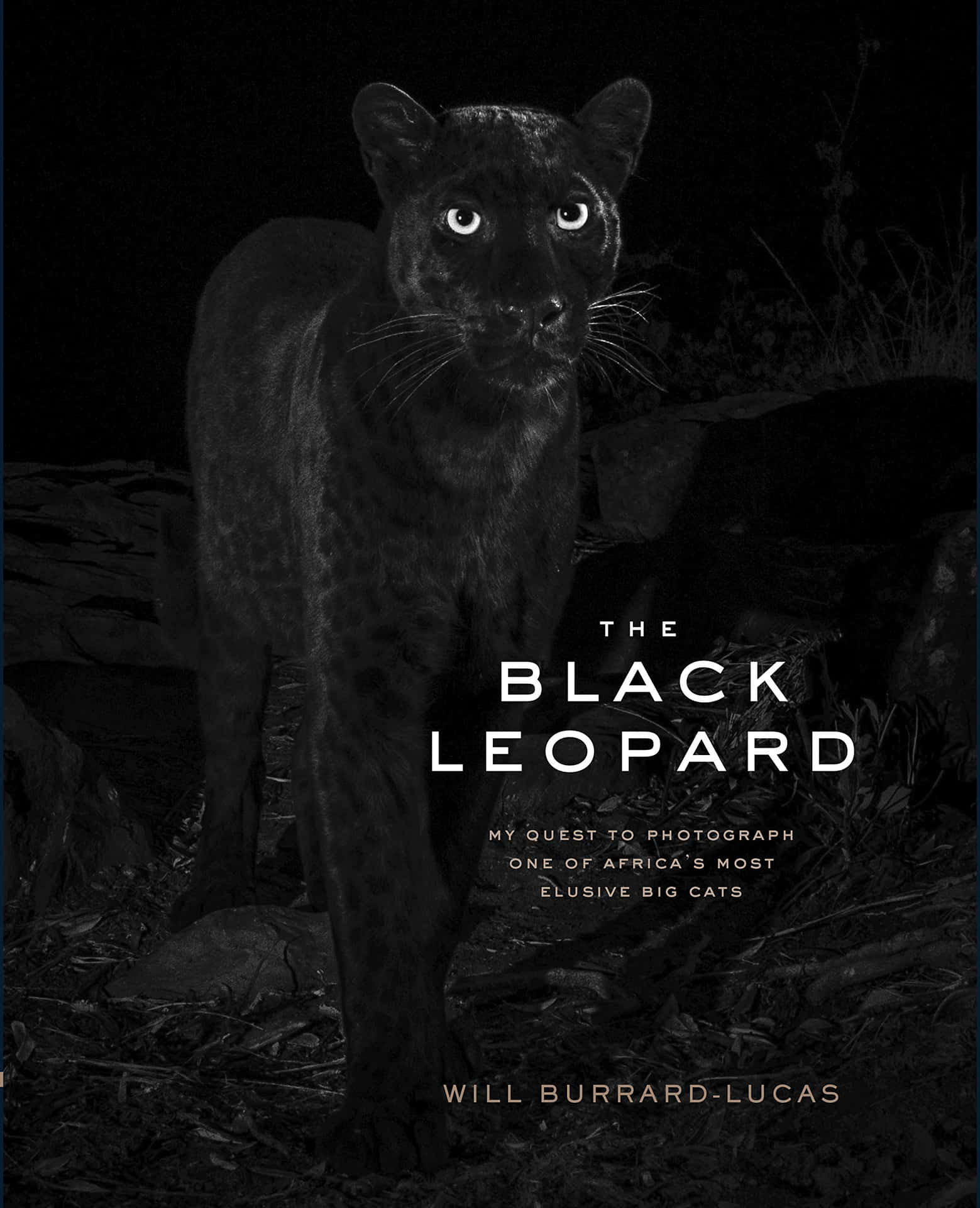 Ilmaestoso Leopardo Nero Sfondo