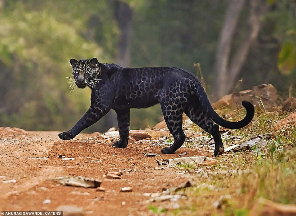 A wild Black Leopard stands guard on the African plains. Wallpaper