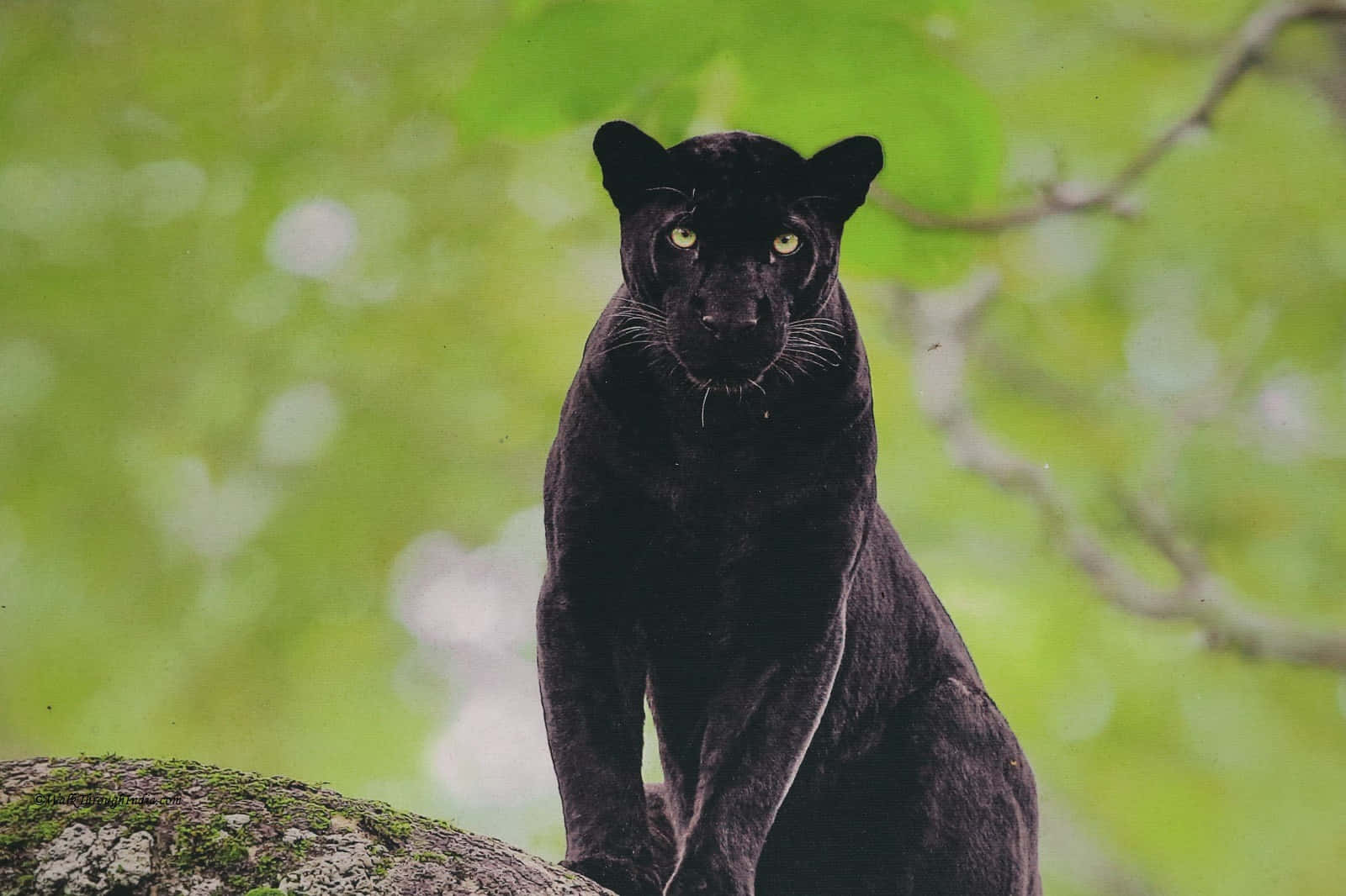Unbellissimo Leopardo Nero Nel Suo Habitat Naturale. Sfondo