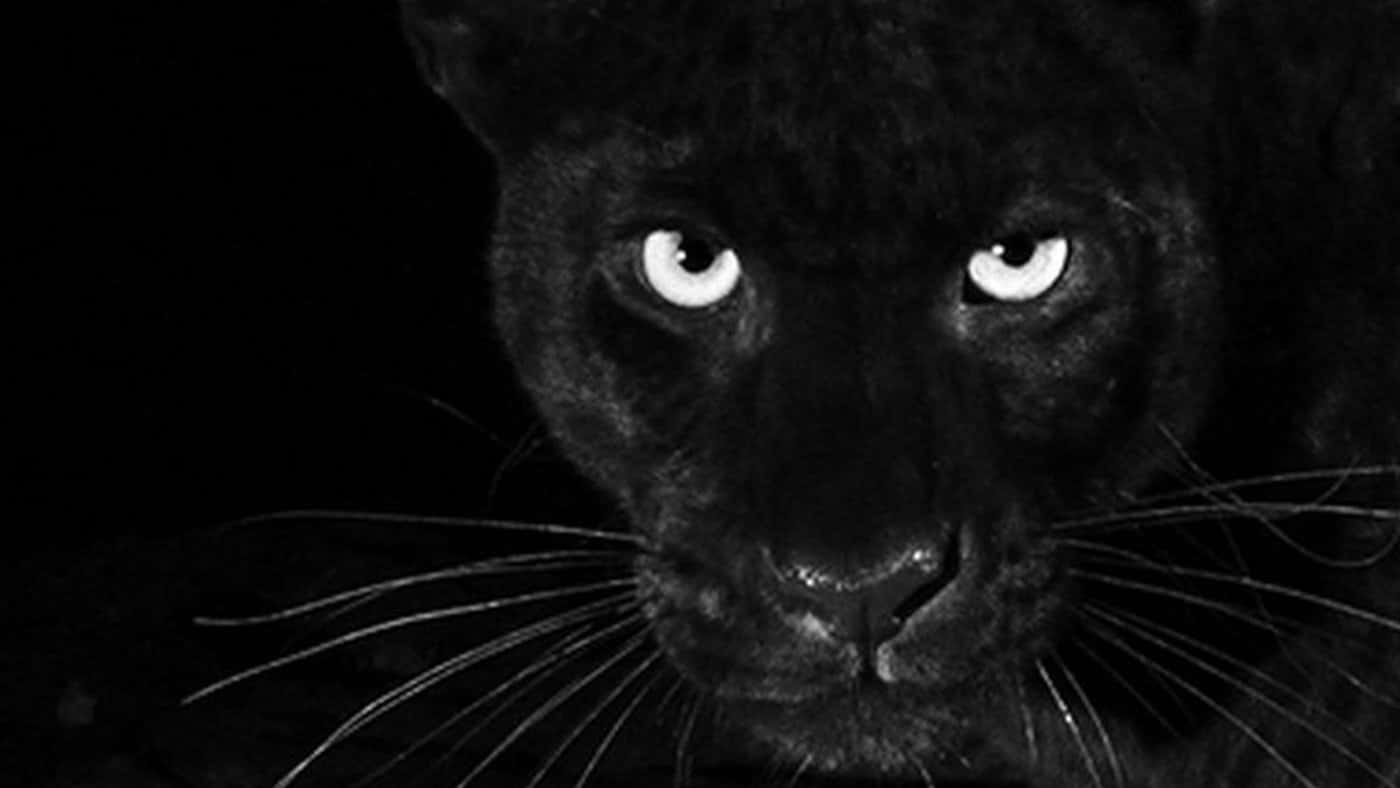 Black Leopard Stock Photos, Images and Backgrounds for Free Download