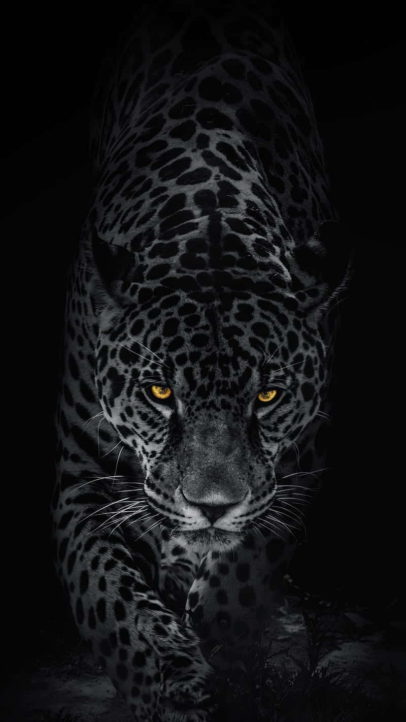 Caption: Majestic Black Leopard in its Natural Habitat Wallpaper