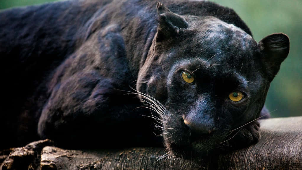 Unferoce E Potente Leopardo Nero Nella Sua Habitat Naturale Sfondo