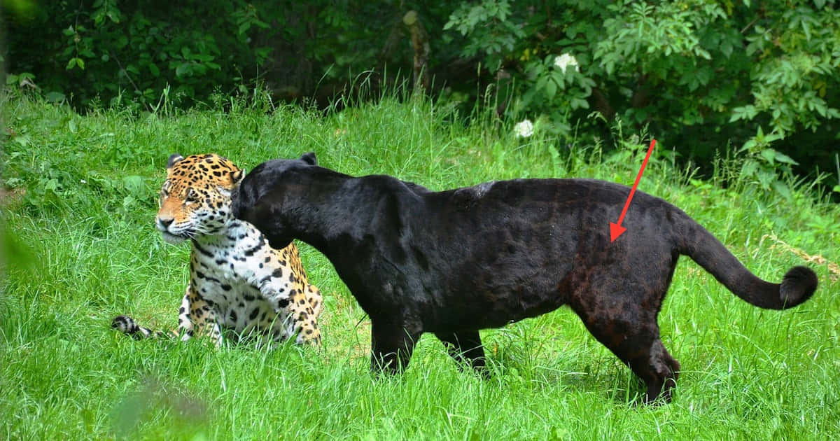 Tag et kig på de mystiske øjne fra en sort leopard fra afstand. Wallpaper