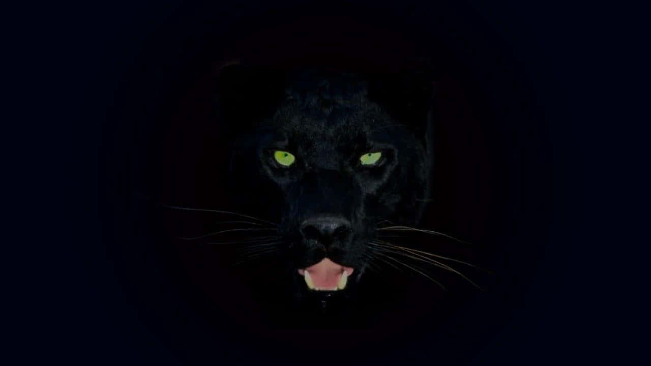Unraro Leopardo Nero Si Muove Con Delicatezza Attraverso La Giungla. Sfondo