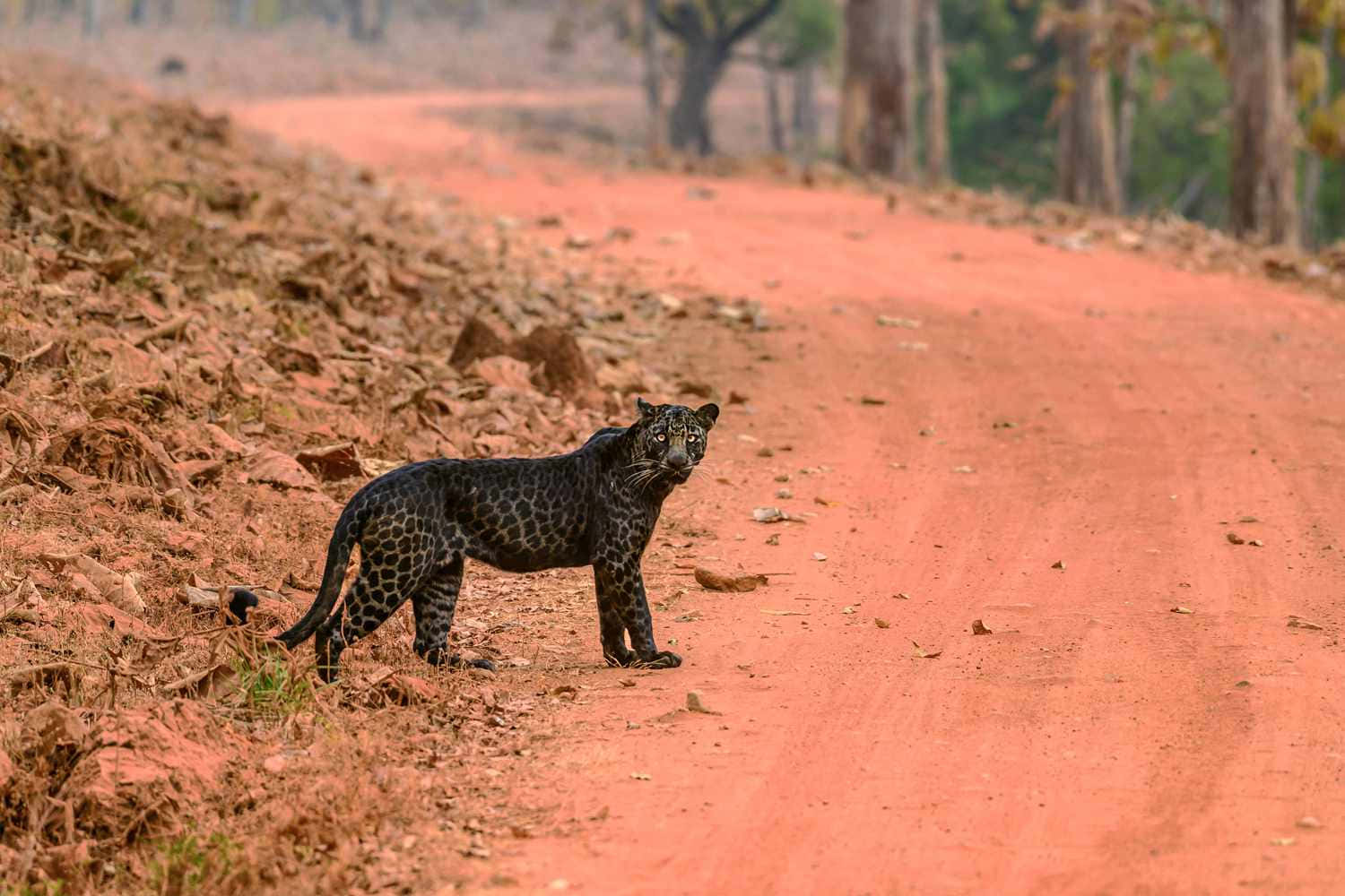 Unavistamiento De Un Leopardo Negro. Fondo de pantalla