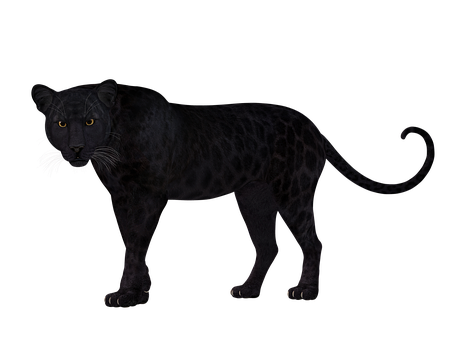 Black Leopard In Darkness PNG