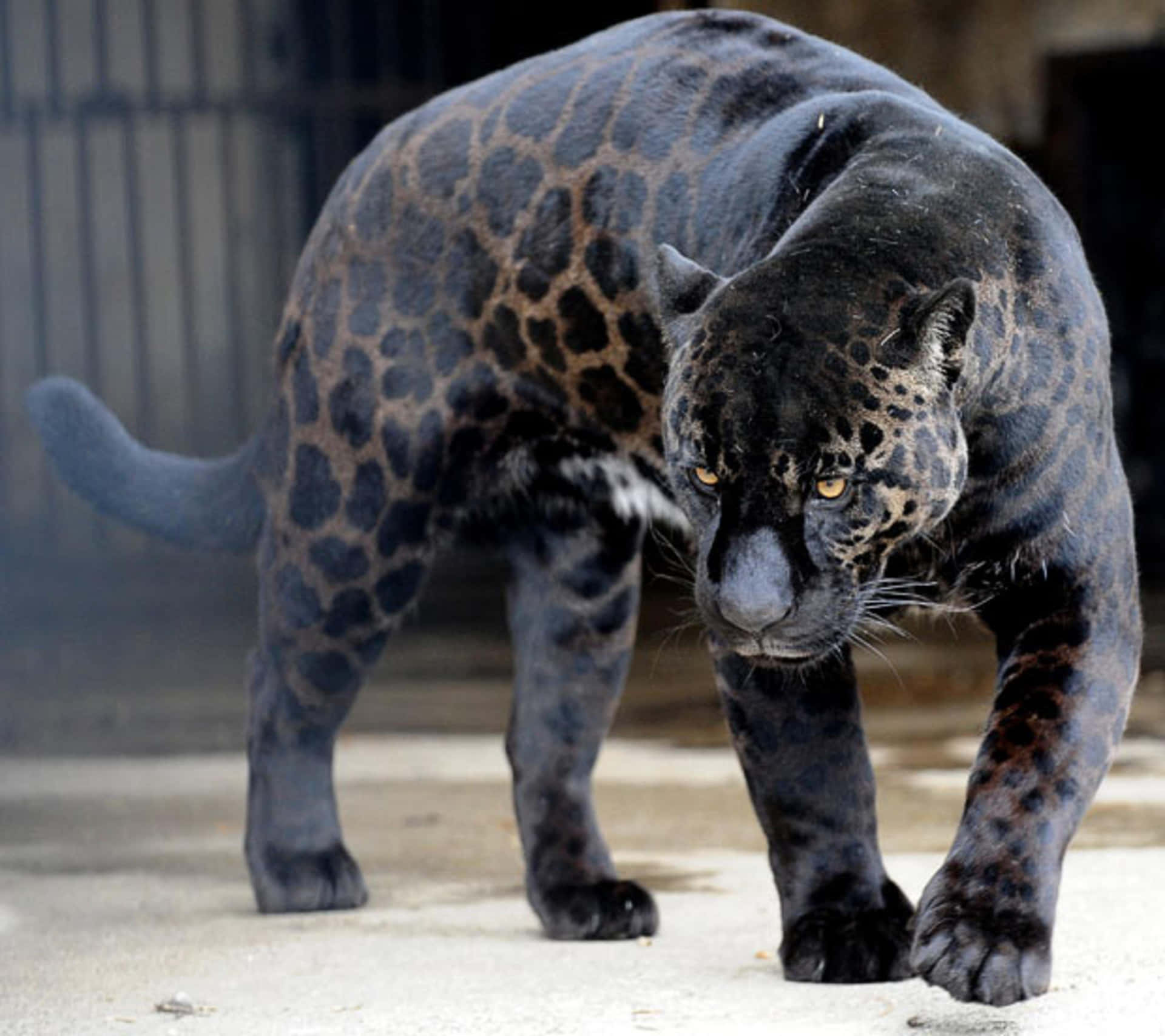 Unmaestoso Leopardo Nero Che Si Erge Su Una Roccia Sfondo