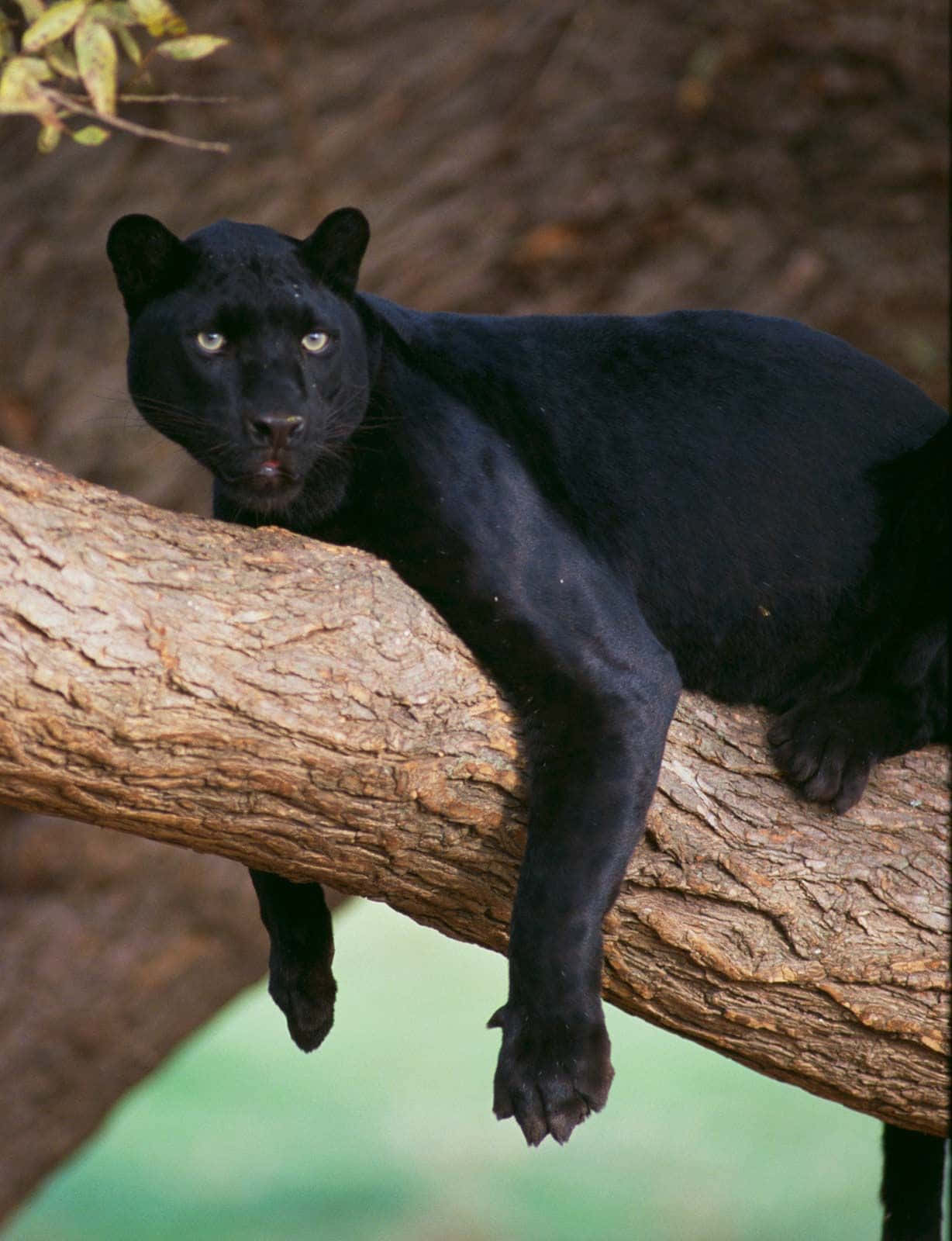 Unleopardo Nero Riposante Su Un Ramo D'albero Sfondo