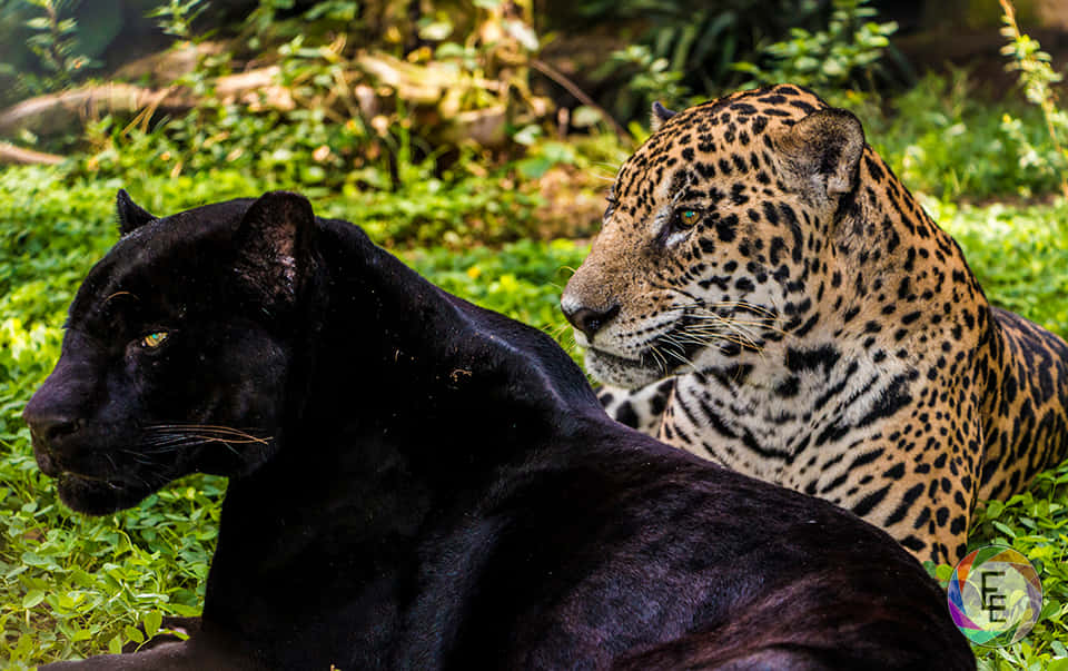 Mørk Sort Leopard jager sit Bytte Wallpaper
