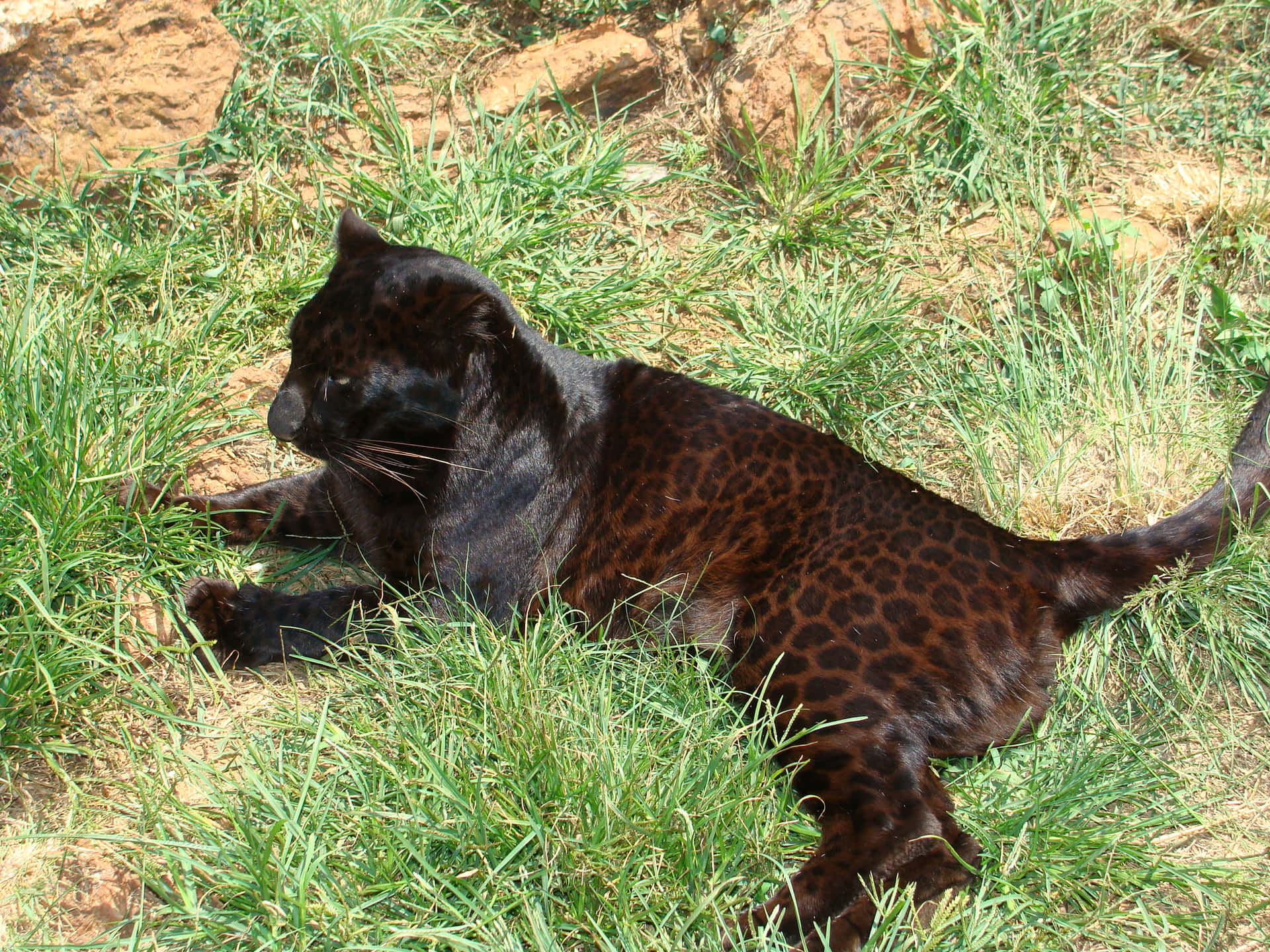 Unmaestoso Leopardo Nero Nel Suo Habitat Naturale. Sfondo