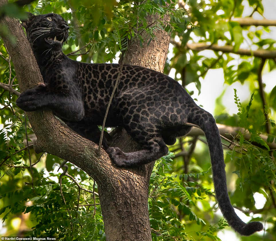 Einleopard In Einem Baum Wallpaper
