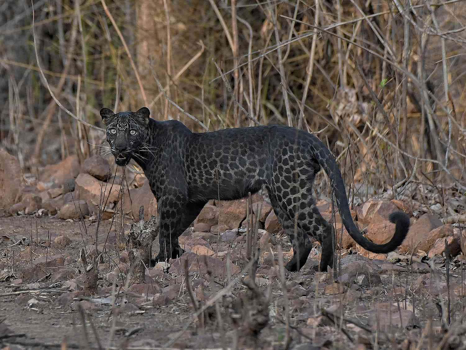 "A Mysterious Black Leopard Caught on Camera" Wallpaper
