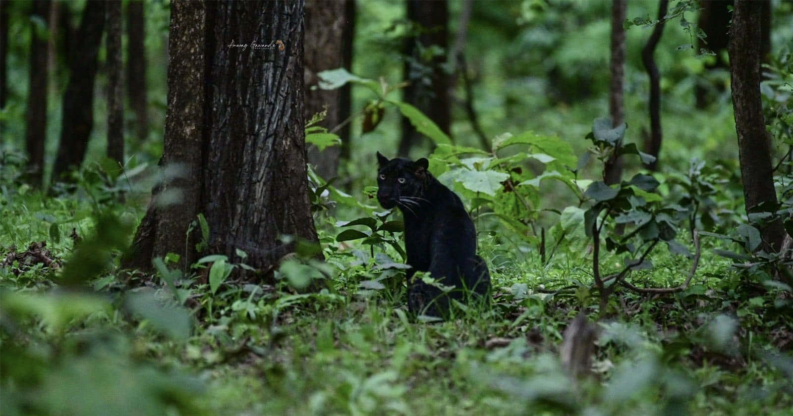 "Beautiful and Wild Black Leopard Lurking in the Jungles of India" Wallpaper