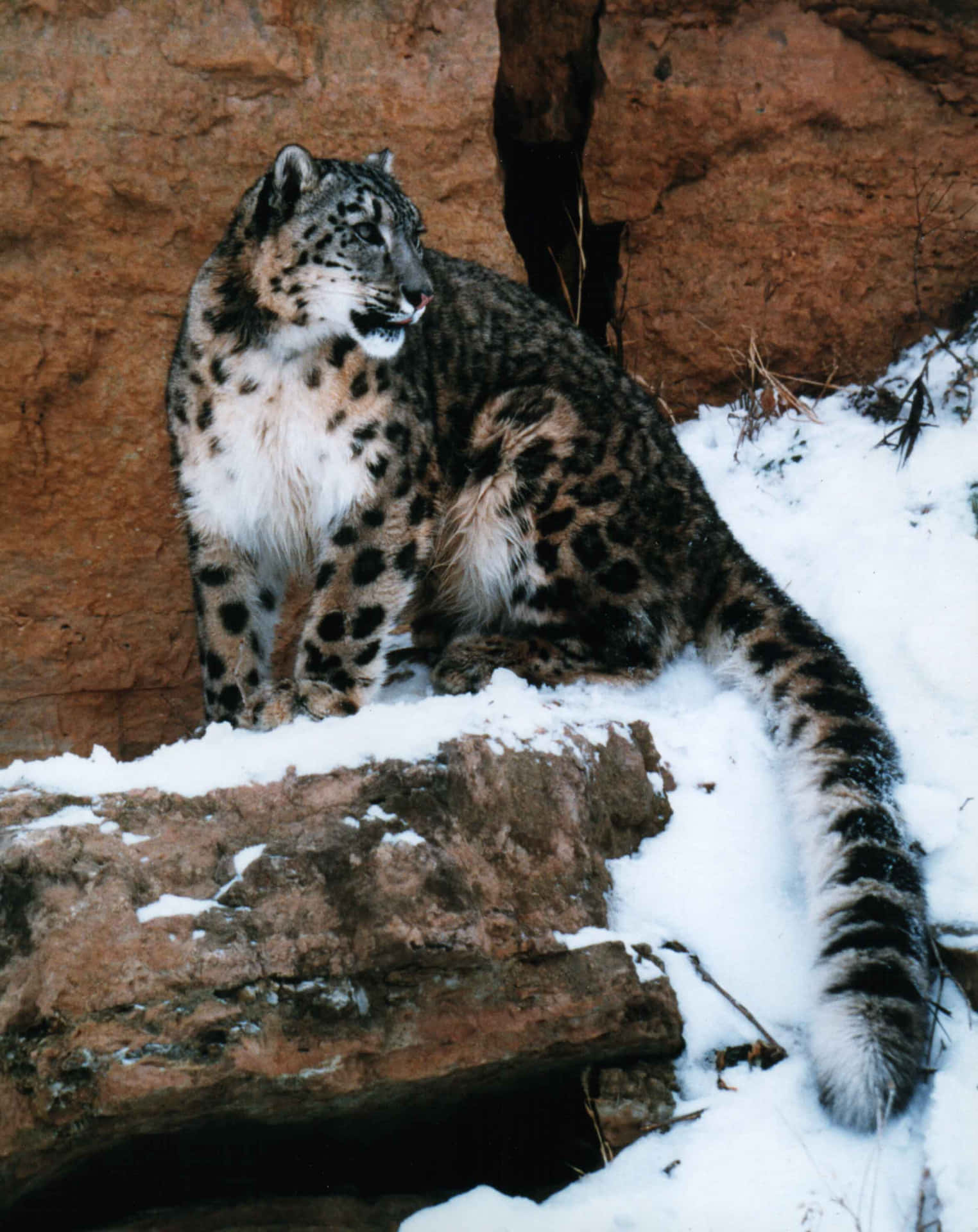 Envacker Svart Leopard Som Tittar Genom Gräset. Wallpaper