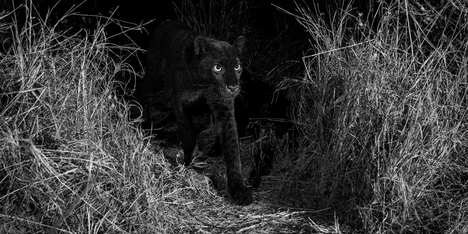 Unraro Leopardo Negro Descansando En La Naturaleza. Fondo de pantalla