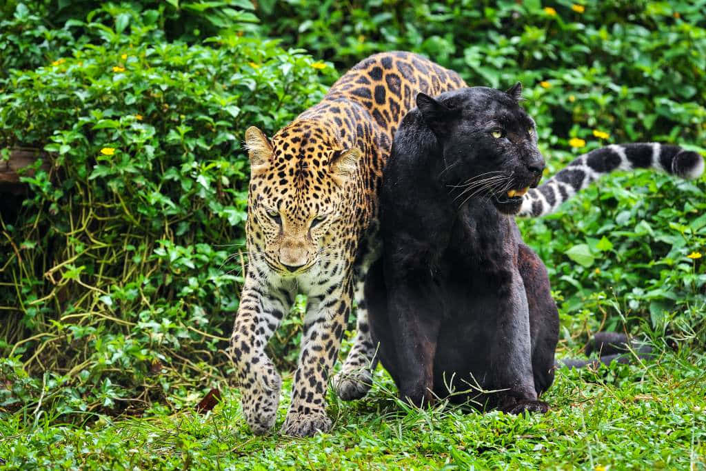 Dueleopardi Neri E Bianchi Stanno Combattendo Nella Giungla Sfondo