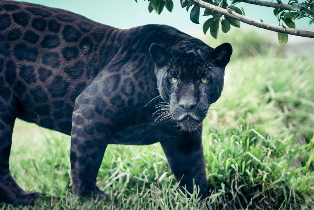 Unposer Di Un Leopardo Nero In Una Posa Seducente. Sfondo
