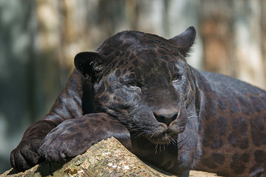 Ensvart Jaguar Som Vilar På En Träbit (på En Datorskärm Eller Mobilskärm Som Bakgrundsbild) Wallpaper