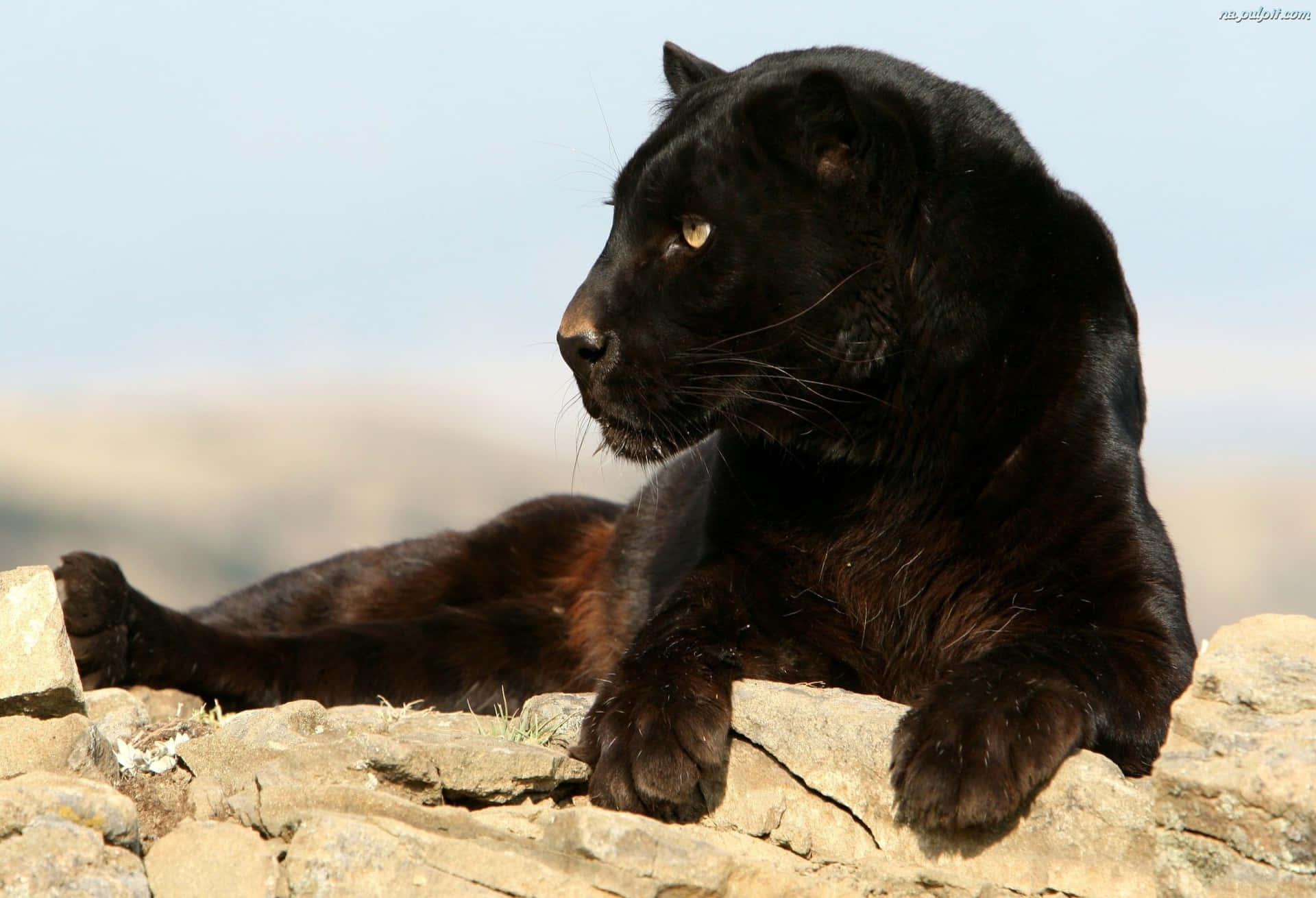 Unleopardo Nero Nel Suo Ambiente Naturale Sfondo