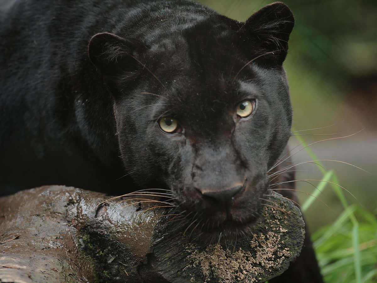 Unmisterioso Leopardo Negro Fondo de pantalla