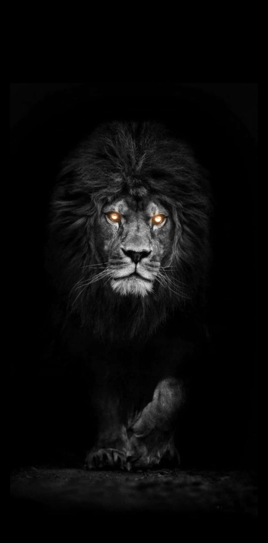 Majestic Black Lion against Endless Terrain Wallpaper
