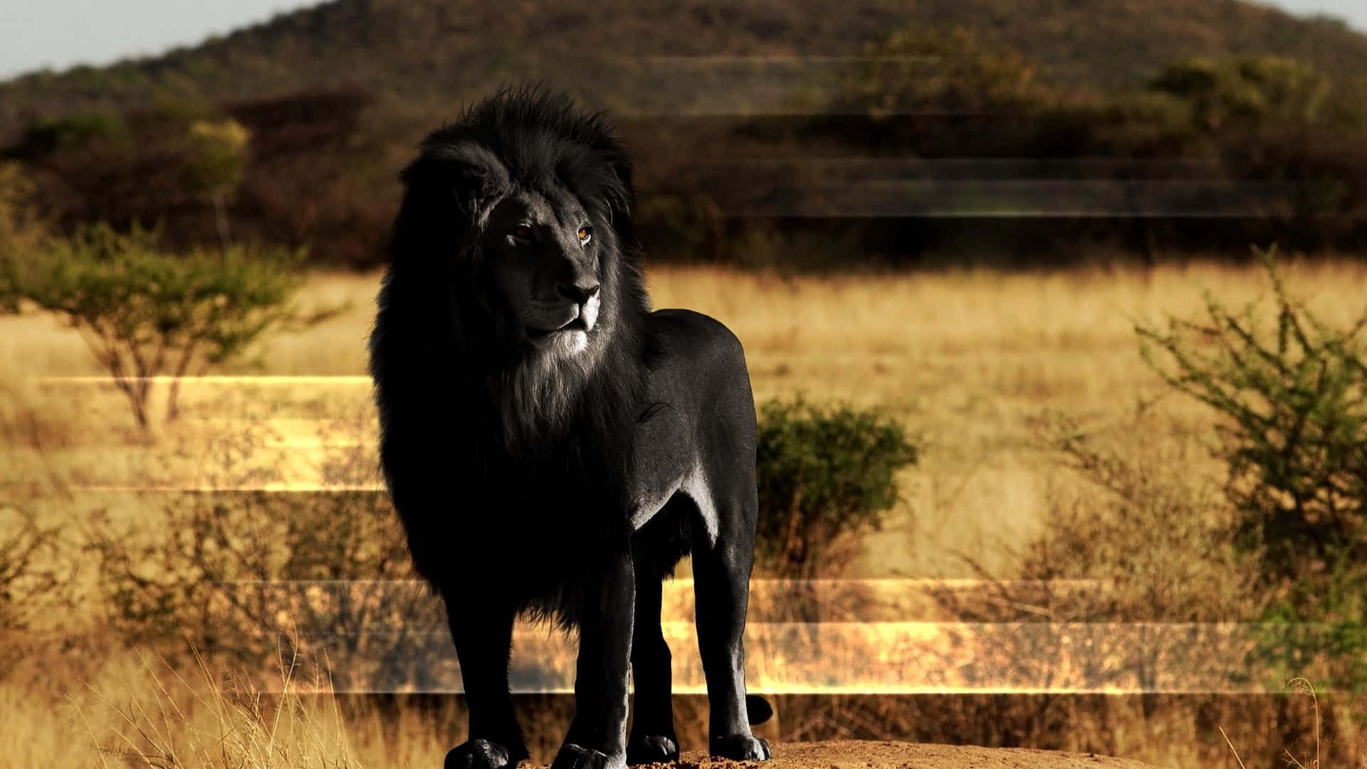 The Majesty of a Black Lion Wallpaper