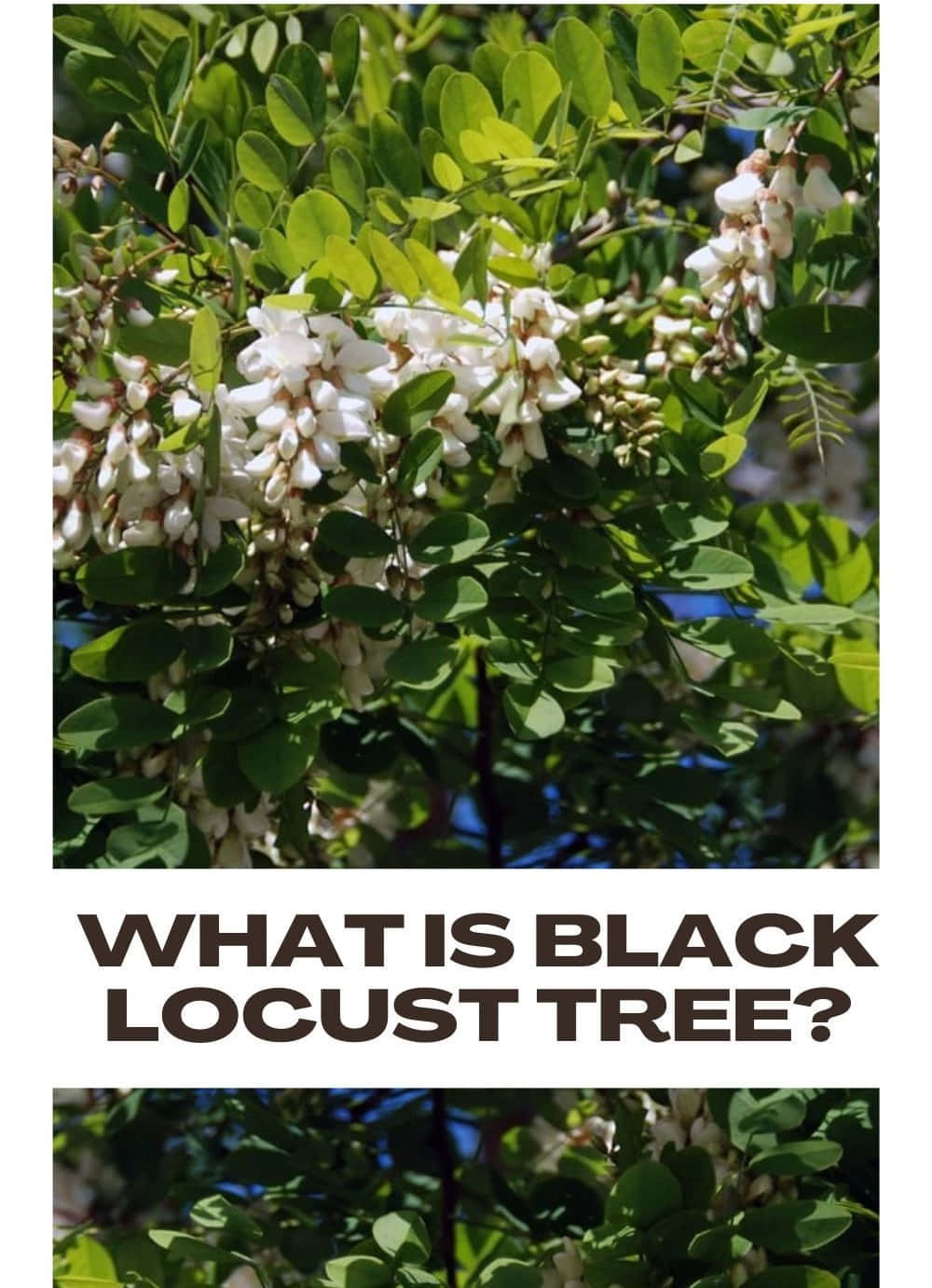 The beauty of a Black Locust Tree in Nature Wallpaper