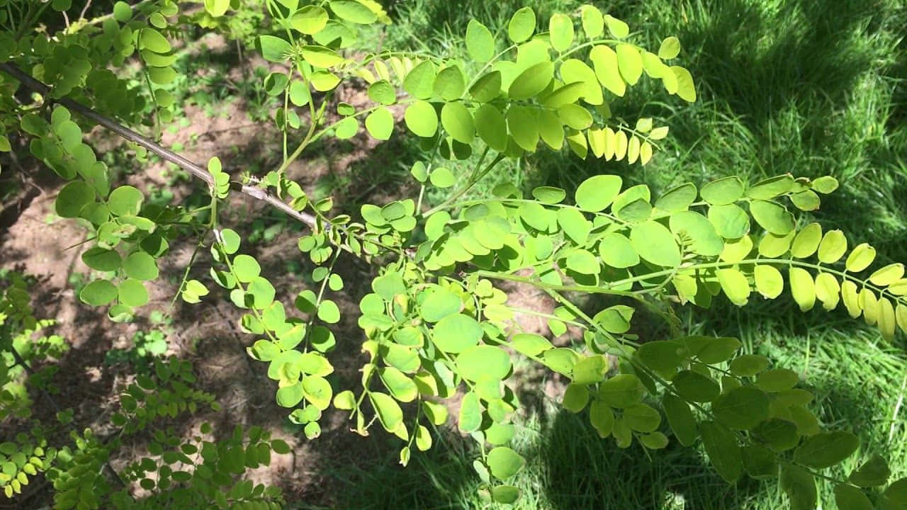 Unfrondoso Bosque De Árboles De Algarrobo Negro En Primavera. Fondo de pantalla