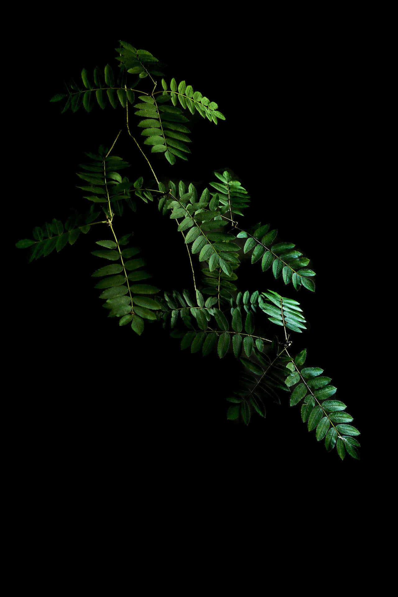 A blossoming black locust tree in all its golden glory Wallpaper