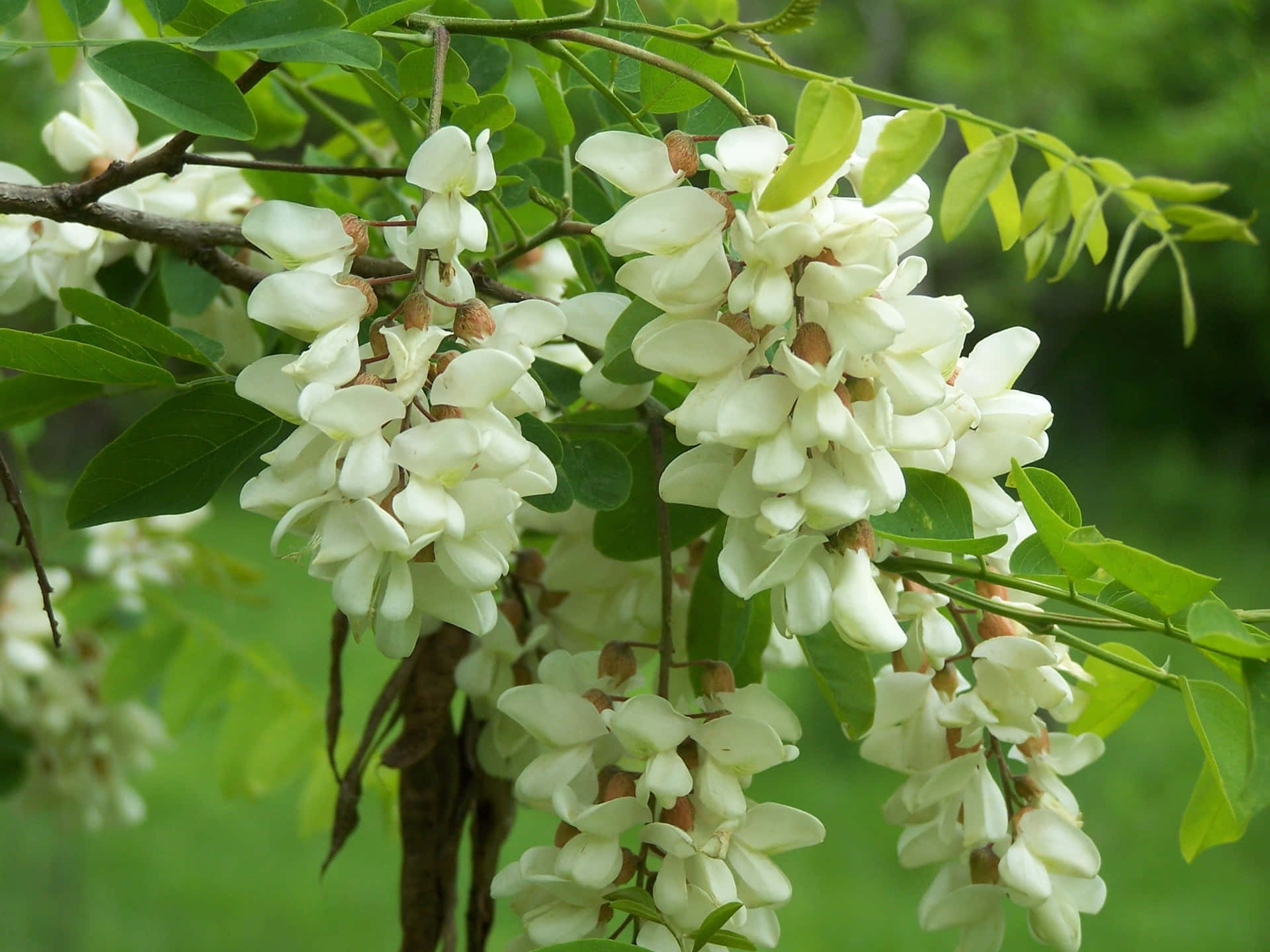White and Pink Flowers of the Black Locust Tree Wallpaper