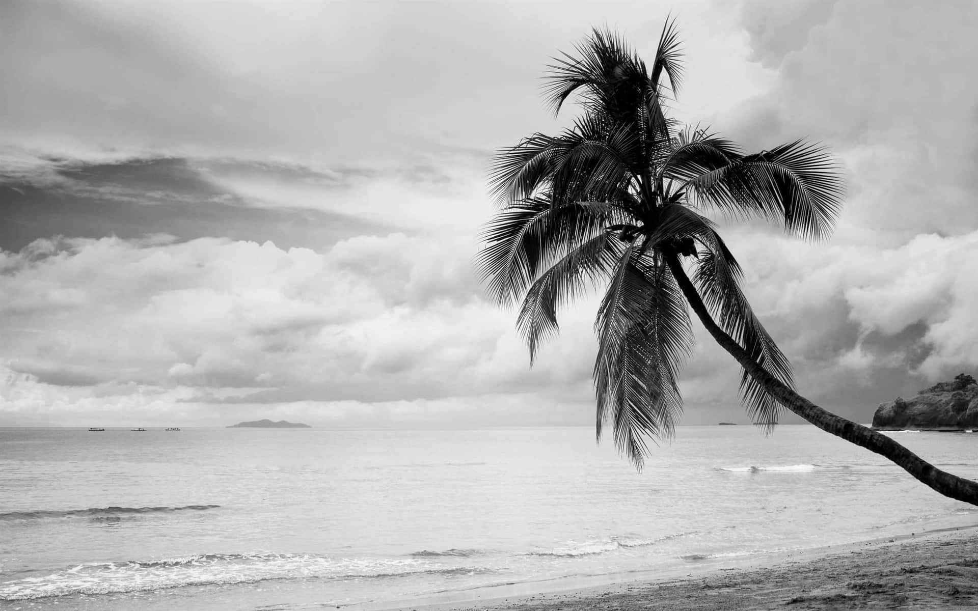 Einschwarz-weiß-foto Einer Palme Am Strand. Wallpaper