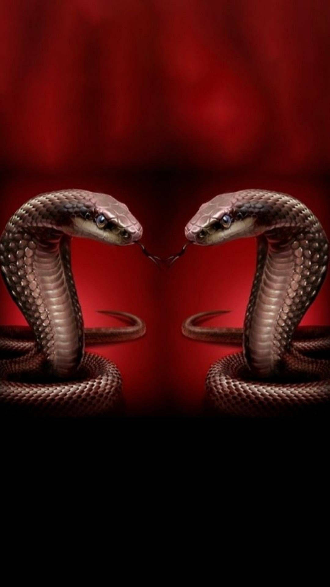 Black Mamba Snake Digital Art Wallpaper