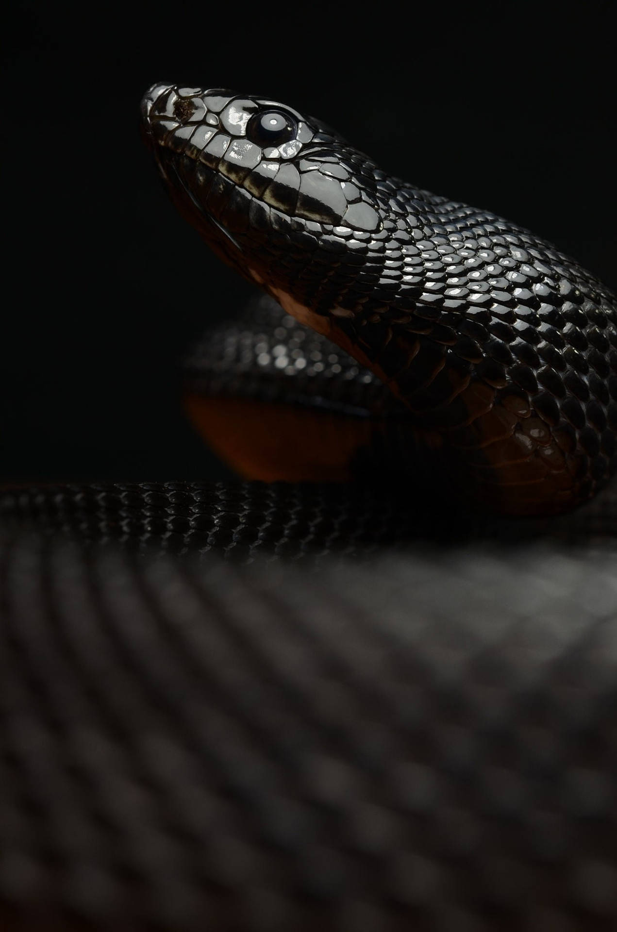 Black Mamba Snake Looking Upward Wallpaper