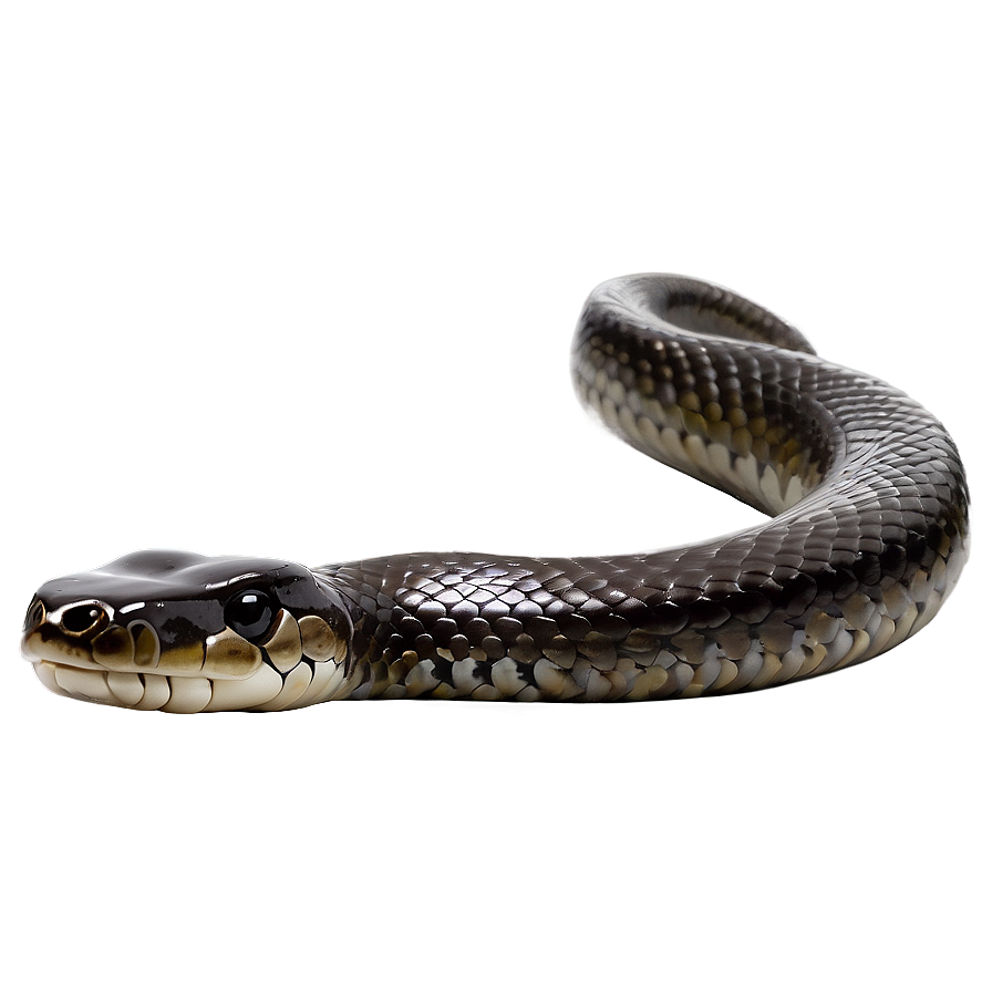 Black Mamba Snake Png Dfo PNG