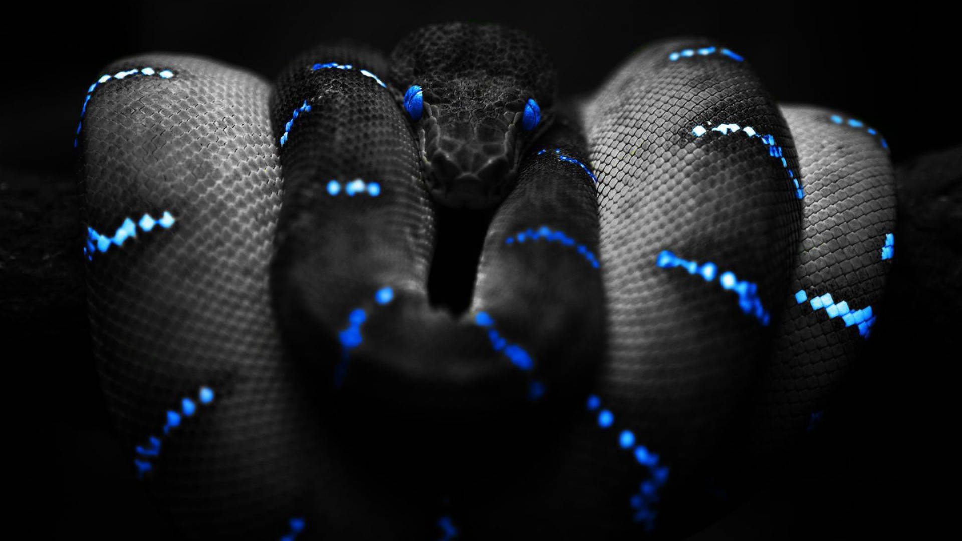 Black Mamba Snake With Neon Blue Lines Wallpaper