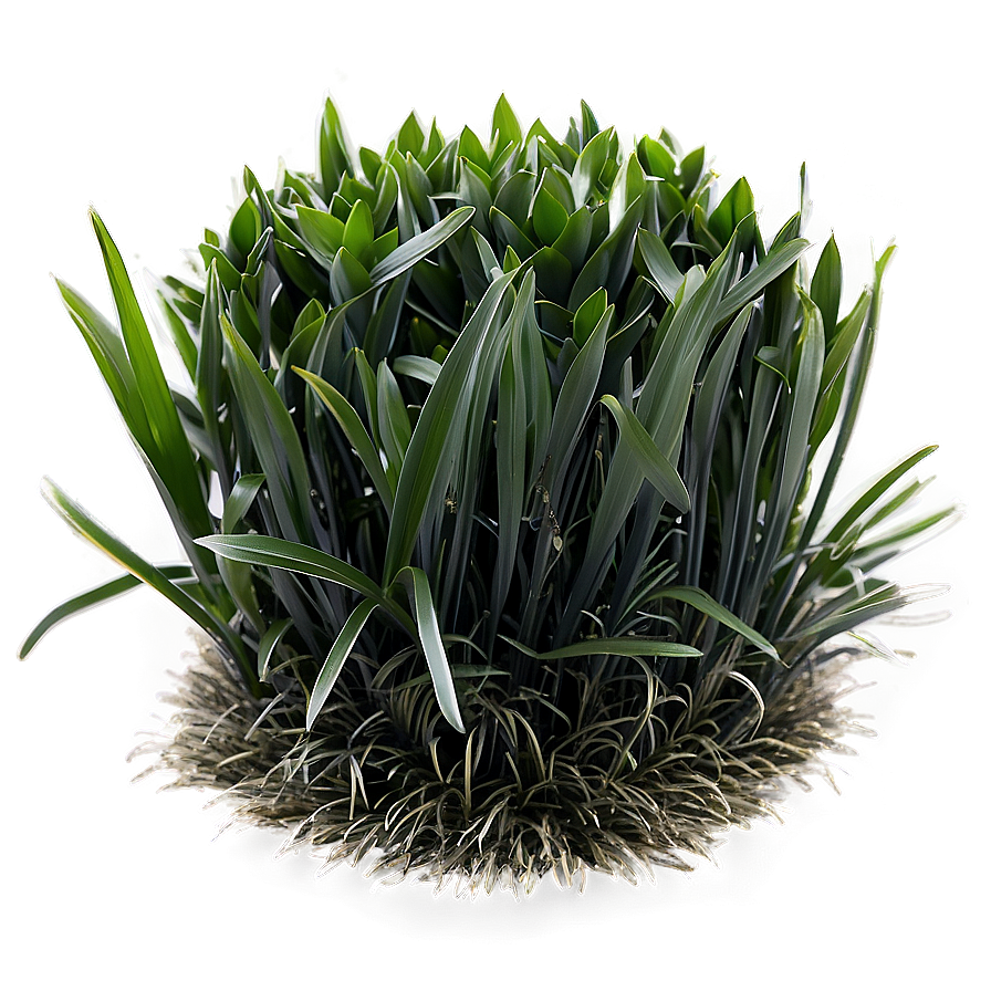 Black Mondo Grass Png 06212024 PNG