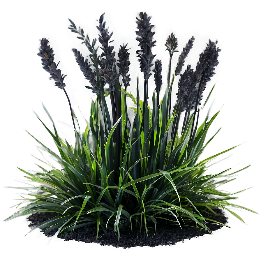Black Mondo Grass Png Ags PNG