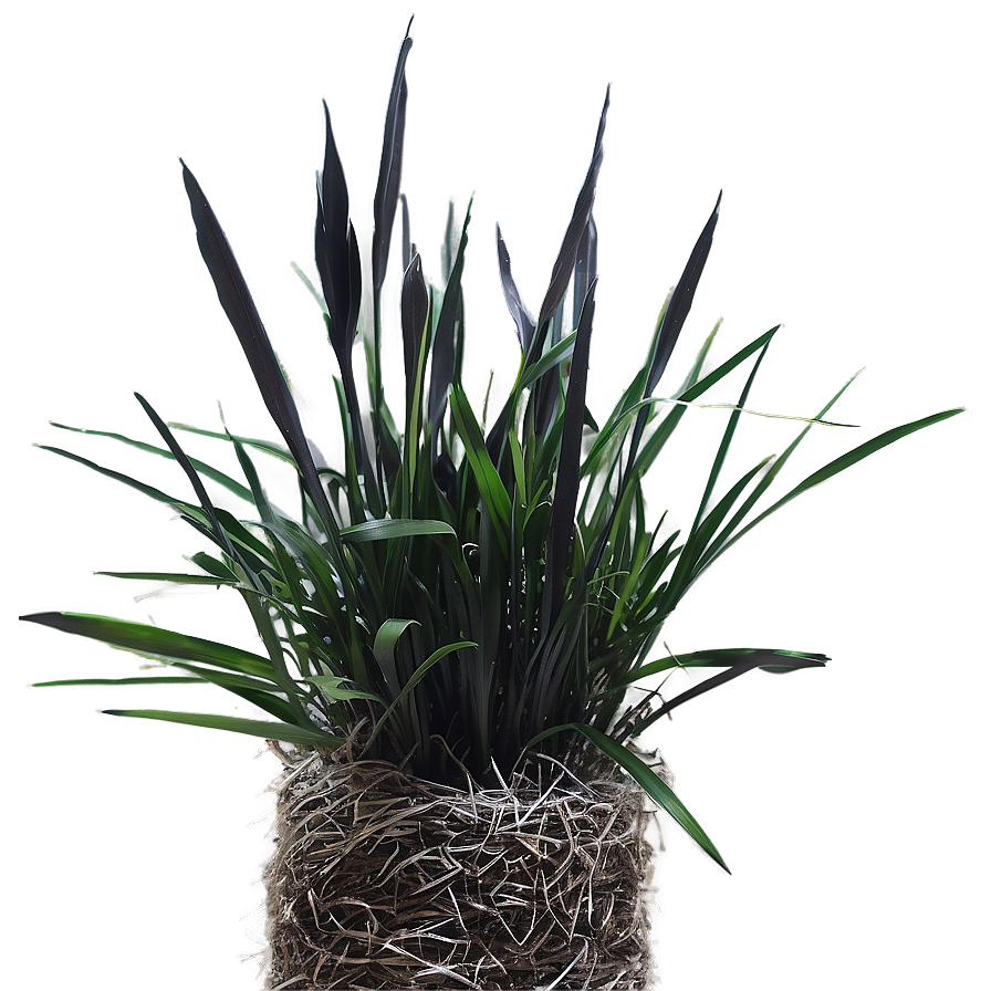 Black Mondo Grass Png Oba59 PNG