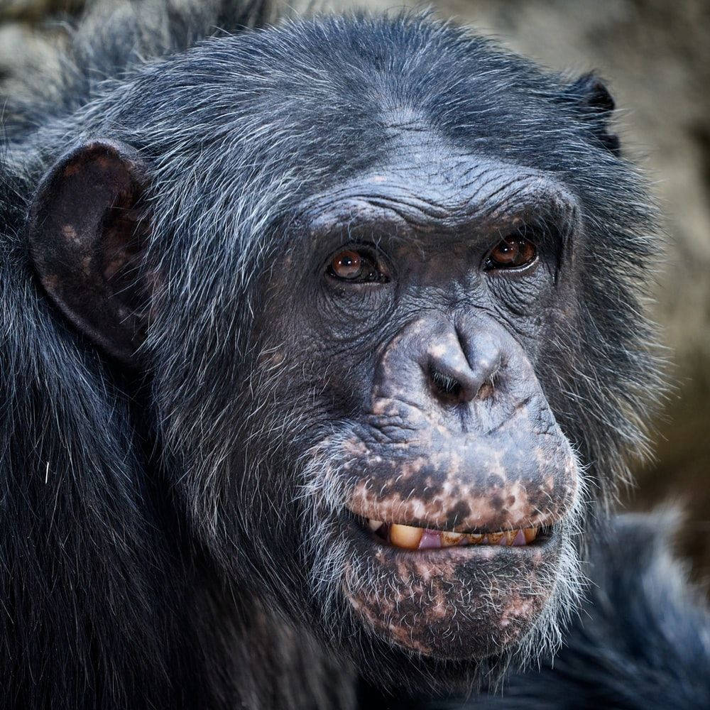 Característicasfaciales Envejecidas De Un Mono Negro. Fondo de pantalla