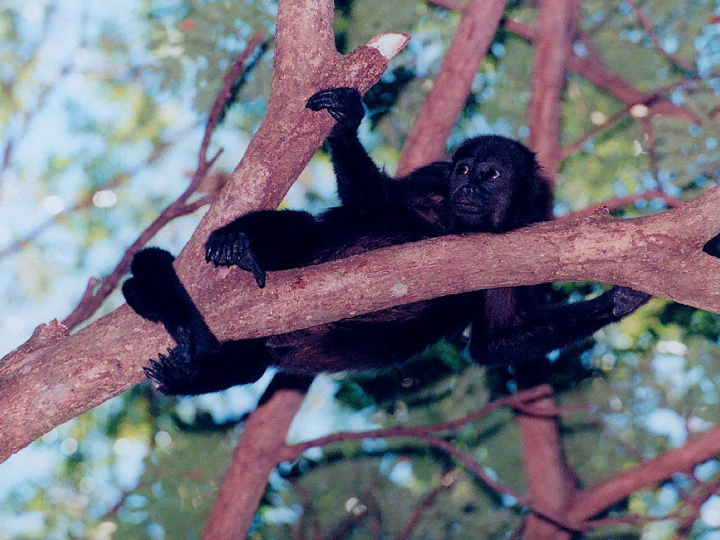 Black Monkey Clinging To Tree Branch Wallpaper