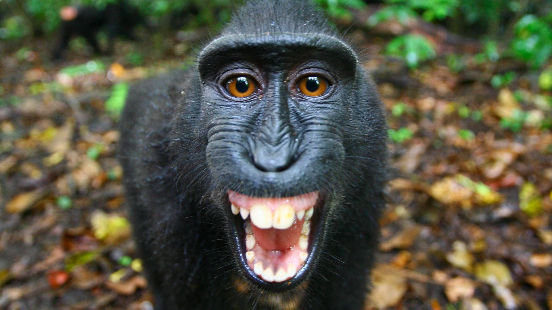 Black Monkey Close-up Teeth Wallpaper